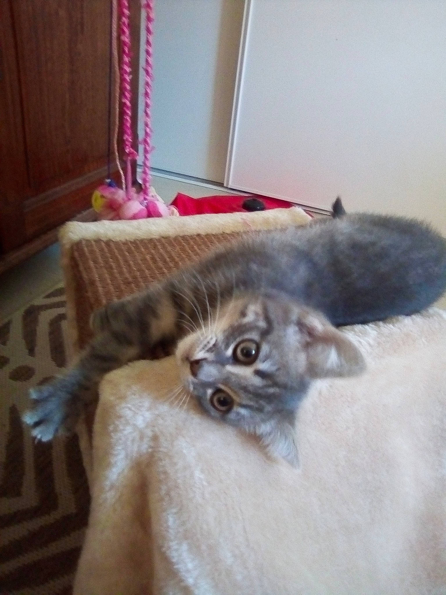 Arwen a rejoint le concours — aidez-le/la à gagner de superbes lots ! american_curl, american_shorthair, asian, british_shorthair, burmilla, carnivore, cat, domestic_short_haired_cat, european_shorthair, fawn, felidae, kitten, mammal, munchkin, norwegian_forest_cat, scottish_fold, siberian, small_to_medium_sized_cats, whiskers