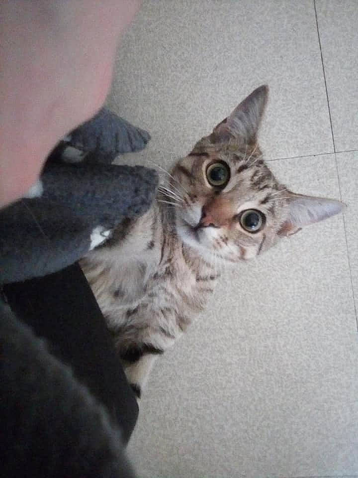 Minou a rejoint le concours — aidez-le/la à gagner de superbes lots ! american_shorthair, american_wirehair, asian, australian_mist, carnivore, cat, domestic_short_haired_cat, dragon_li, egyptian_mau, european_shorthair, felidae, kitten, mammal, ocicat, pixie_bob, small_to_medium_sized_cats, sokoke, tabby_cat, vertebrate, whiskers