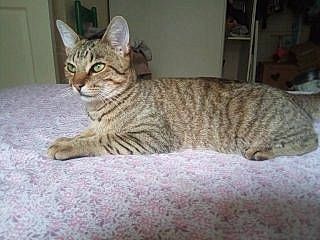 Minou participe au concours pour gagner de l'argent avec cette photo : aegean_cat, arabian_mau, asian, australian_mist, bengal, california_spangled, carnivore, cat, domestic_short_haired_cat, dragon_li, european_shorthair, felidae, kitten, mammal, ocicat, pixie_bob, small_to_medium_sized_cats, tabby_cat, vertebrate, whiskers