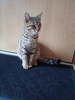 Minou a rejoint le concours — aidez-le/la à gagner de superbes lots ! american_bobtail, american_shorthair, asian, british_shorthair, california_spangled, carnivore, cat, domestic_short_haired_cat, dragon_li, egyptian_mau, european_shorthair, felidae, kitten, mammal, ocicat, pixie_bob, small_to_medium_sized_cats, tabby_cat, vertebrate, whiskers