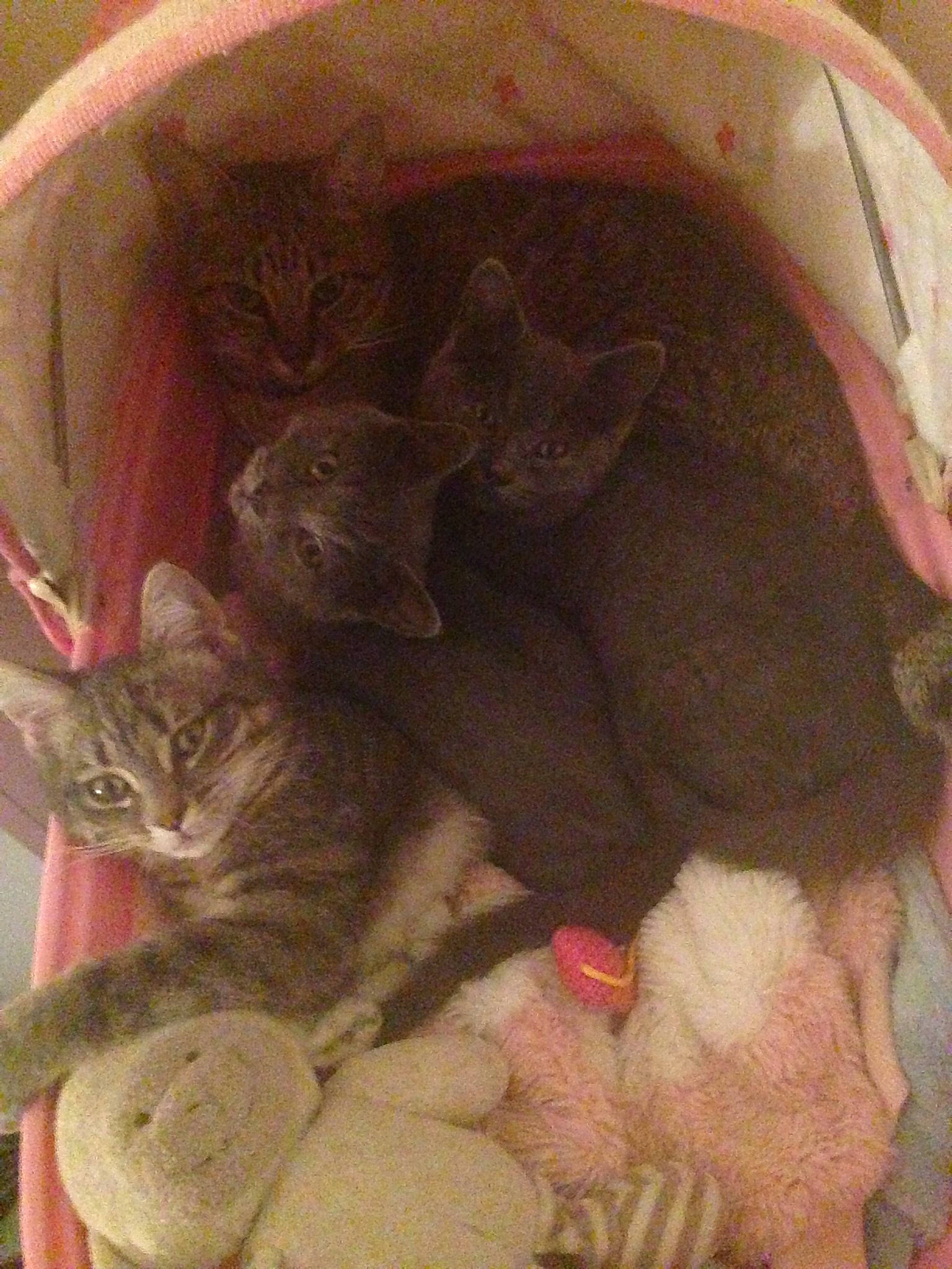 Minou participe au concours pour gagner de l'argent avec cette photo : british_shorthair, carnivore, cat, fawn, felidae, kitten, small_to_medium_sized_cats, whiskers