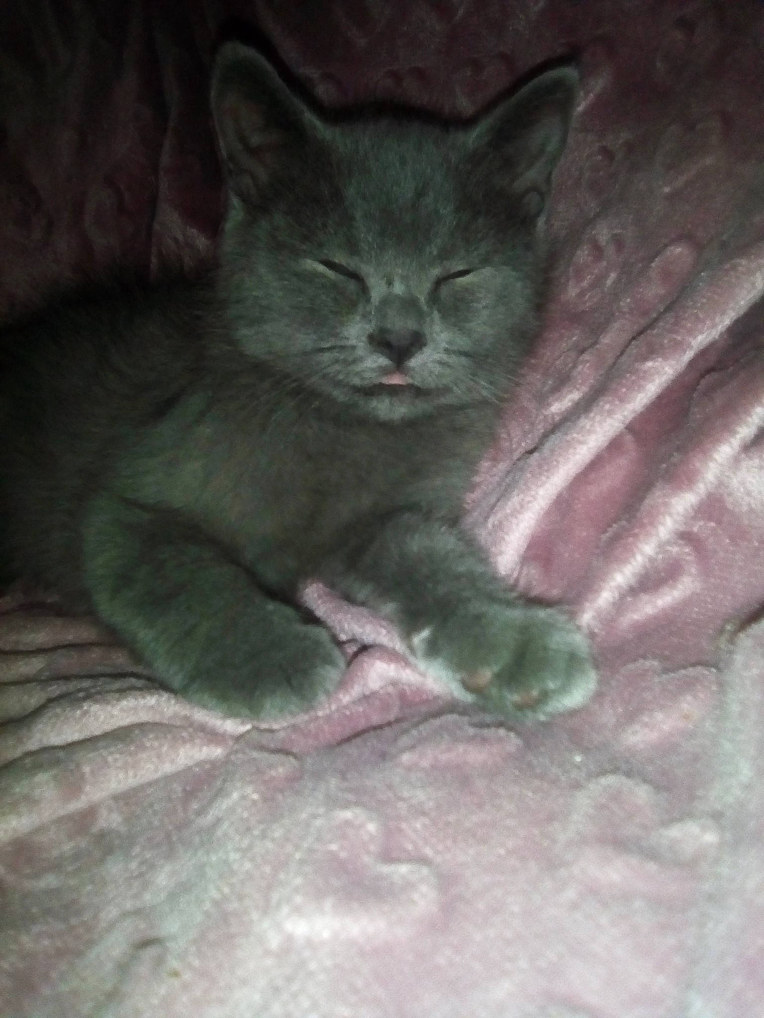 Maïween Oween a rejoint le concours — aidez-le/la à gagner de superbes lots ! asian, british_shorthair, carnivore, cat, chartreux, domestic_short_haired_cat, european_shorthair, felidae, kitten, korat, mammal, nebelung, russian_blue, small_to_medium_sized_cats, snout, whiskers