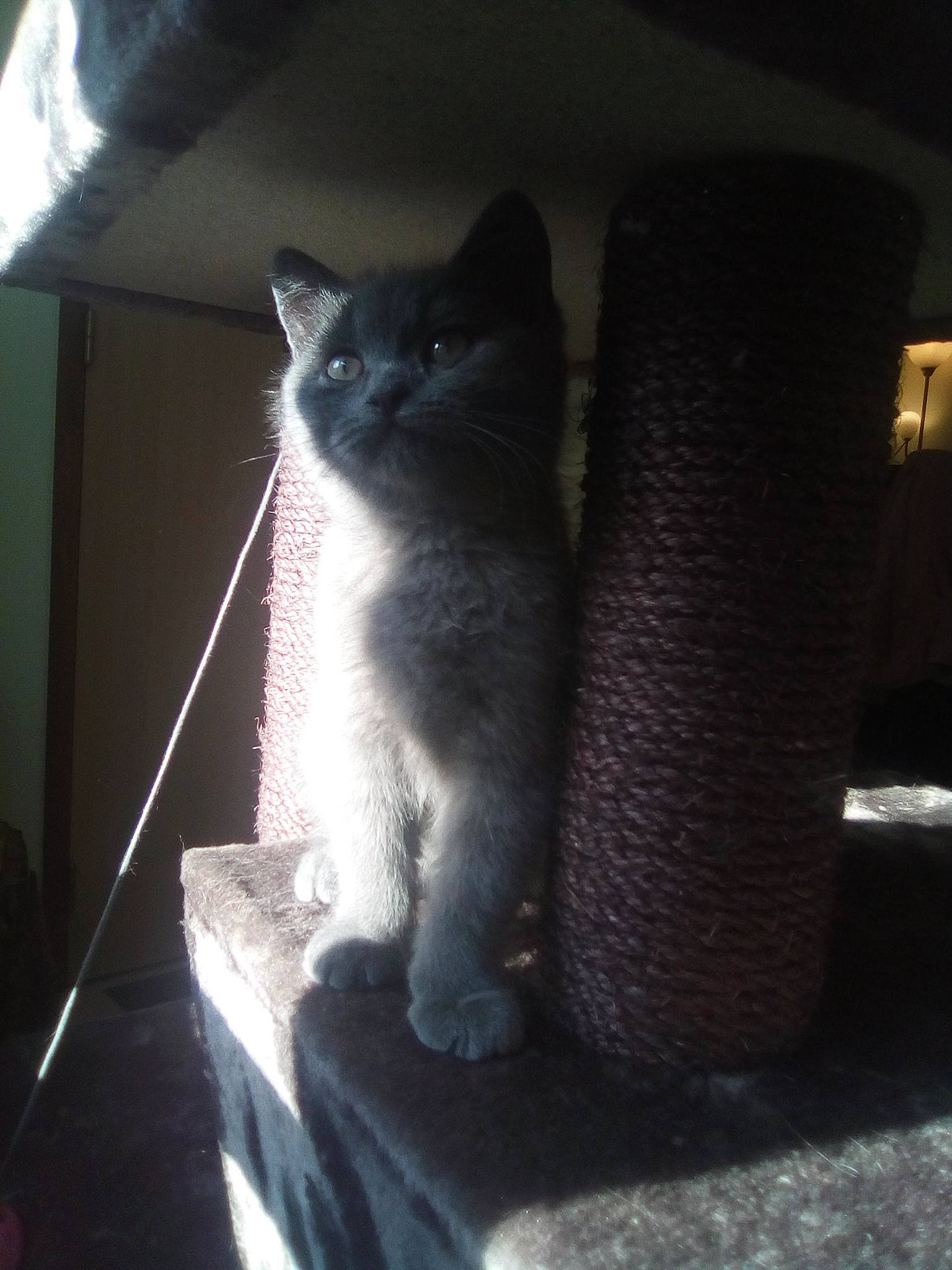 Maïween Oween a rejoint le concours — aidez-le/la à gagner de superbes lots ! asian, british_shorthair, carnivore, cat, chartreux, domestic_short_haired_cat, felidae, fur, kitten, korat, leg, polydactyl_cat, russian_blue, small_to_medium_sized_cats, tail, whiskers