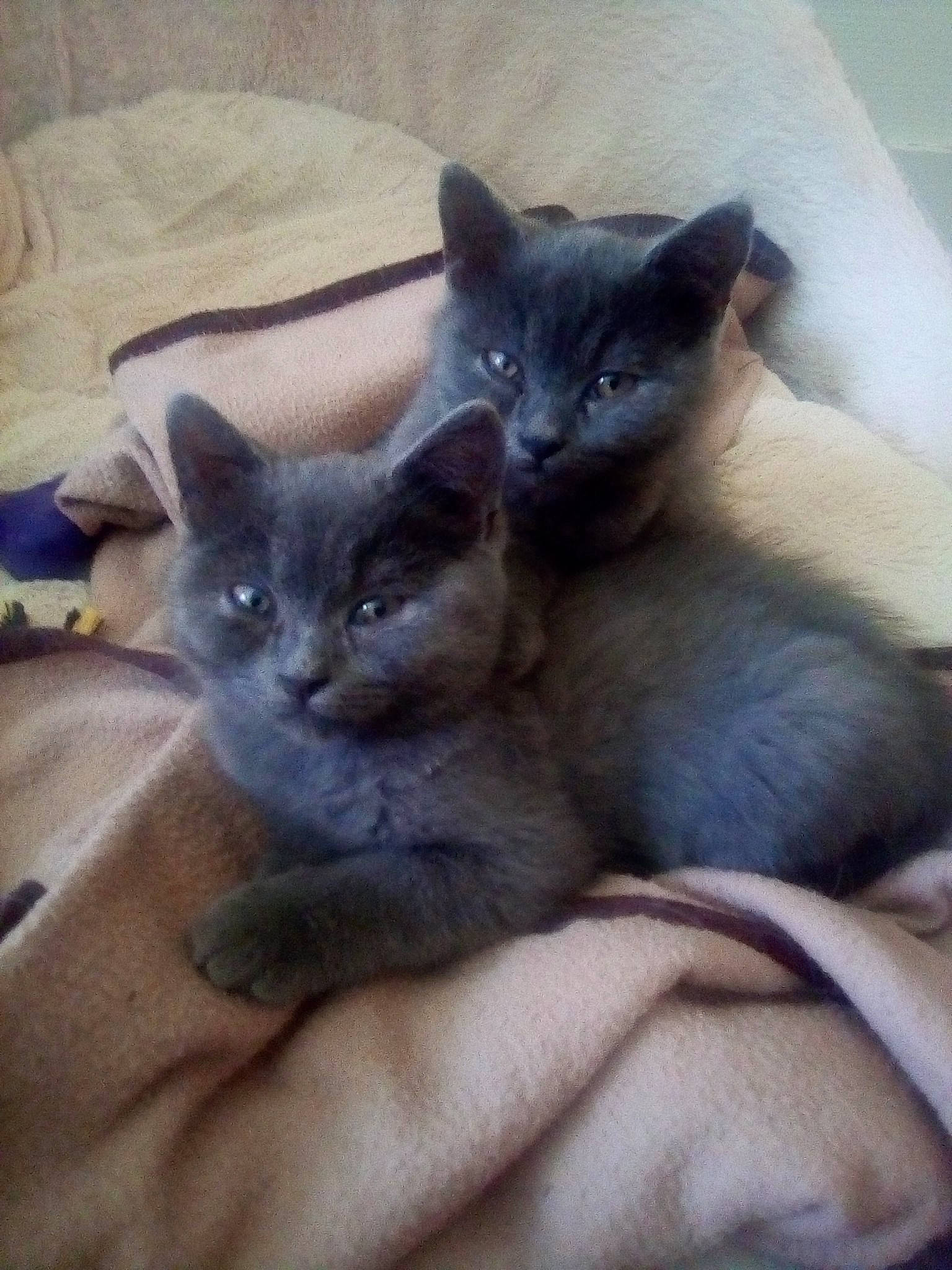 Maïween Oween participe au concours pour gagner de l'argent avec cette photo : asian, british_shorthair, burmese, carnivore, cat, chartreux, colorpoint_shorthair, domestic_short_haired_cat, felidae, kitten, korat, mammal, nebelung, russian_blue, small_to_medium_sized_cats, thai, tonkinese, vertebrate, whiskers