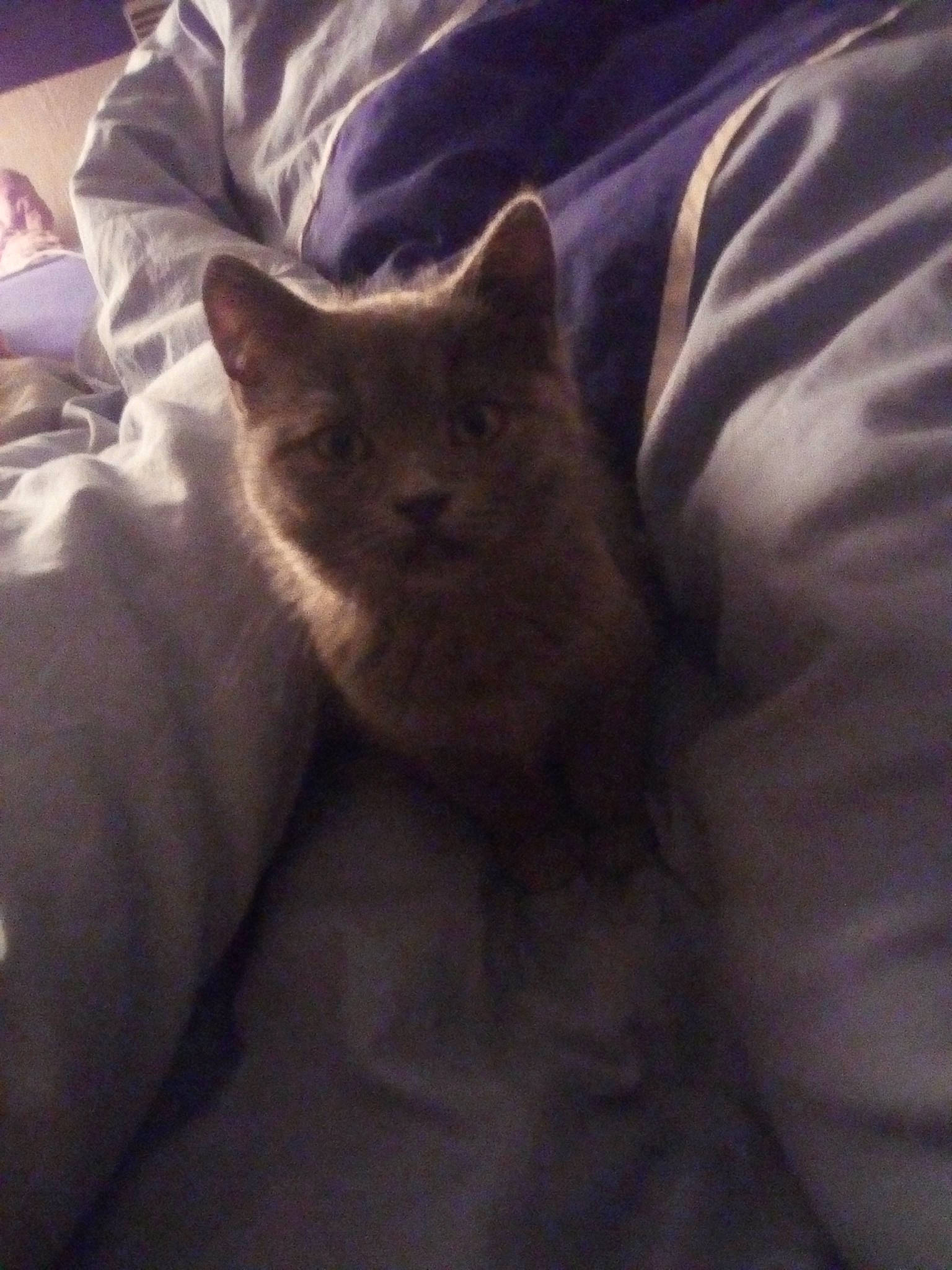 Maïween Oween a rejoint le concours — aidez-le/la à gagner de superbes lots ! british_shorthair, carnivore, cat, chartreux, domestic_short_haired_cat, fawn, felidae, fur, kitten, korat, mammal, nebelung, russian_blue, small_to_medium_sized_cats, snout, whiskers