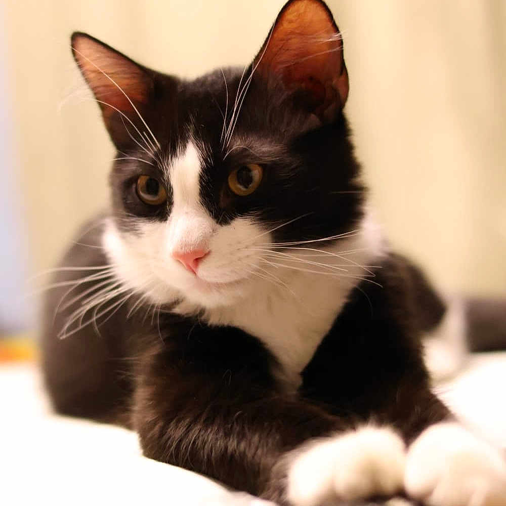 Felix is registered to the contest to win money with this photo: cat, black_and_white, whiskers, ears, paws, fur, alert, soft_surface, indoor, close_up, portrait, animal, pet, cute, relaxed, feline, background_blur, cozy, domestic, mammal