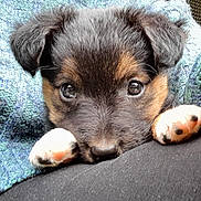 Mia a rejoint le concours — aidez-le/la à gagner de superbes lots ! puppy, dog, close_up, face, paws, eyes, fur, black, brown, white, blanket, cozy, resting, cute, pet, animal, portrait, soft, indoors, comfort