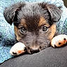 puppy, dog, close_up, face, paws, eyes, fur, black, brown, white, blanket, cozy, resting, cute, pet, animal, portrait, soft, indoors, comfort