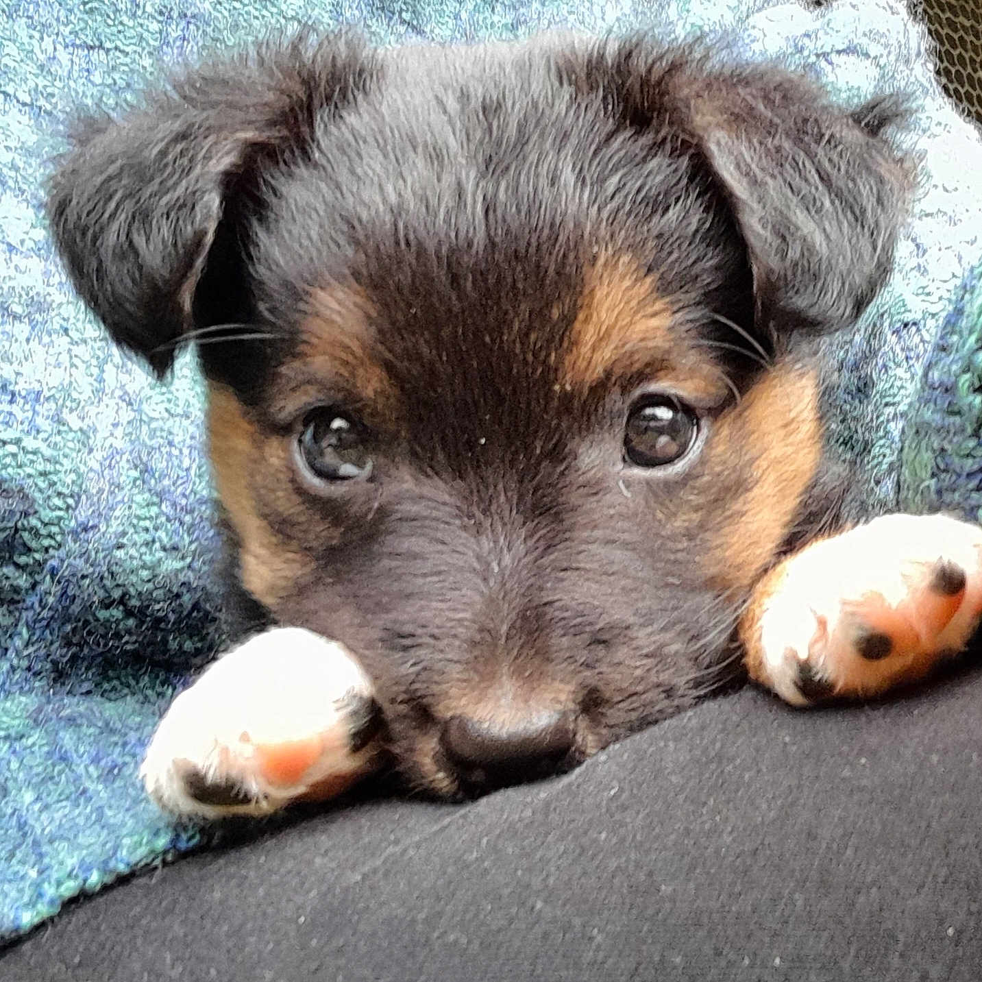 Mia a rejoint le concours — aidez-le/la à gagner de superbes lots ! puppy, dog, close_up, face, paws, eyes, fur, black, brown, white, blanket, cozy, resting, cute, pet, animal, portrait, soft, indoors, comfort