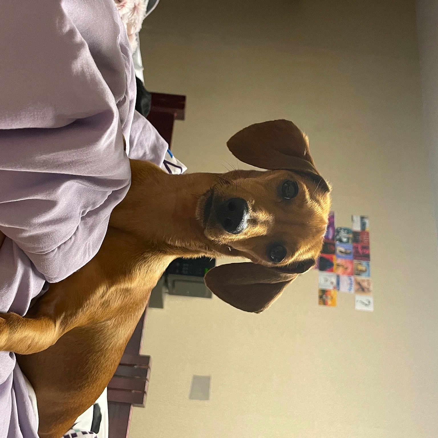 Hunny joined the competition — help win amazing prizes! art, bone, elbow, eyewear, fashion_accessory, fun, gesture, helmet, jaw, landscape, personal_protective_equipment, sculpture, skull, sunglasses, visual_arts, working_animal