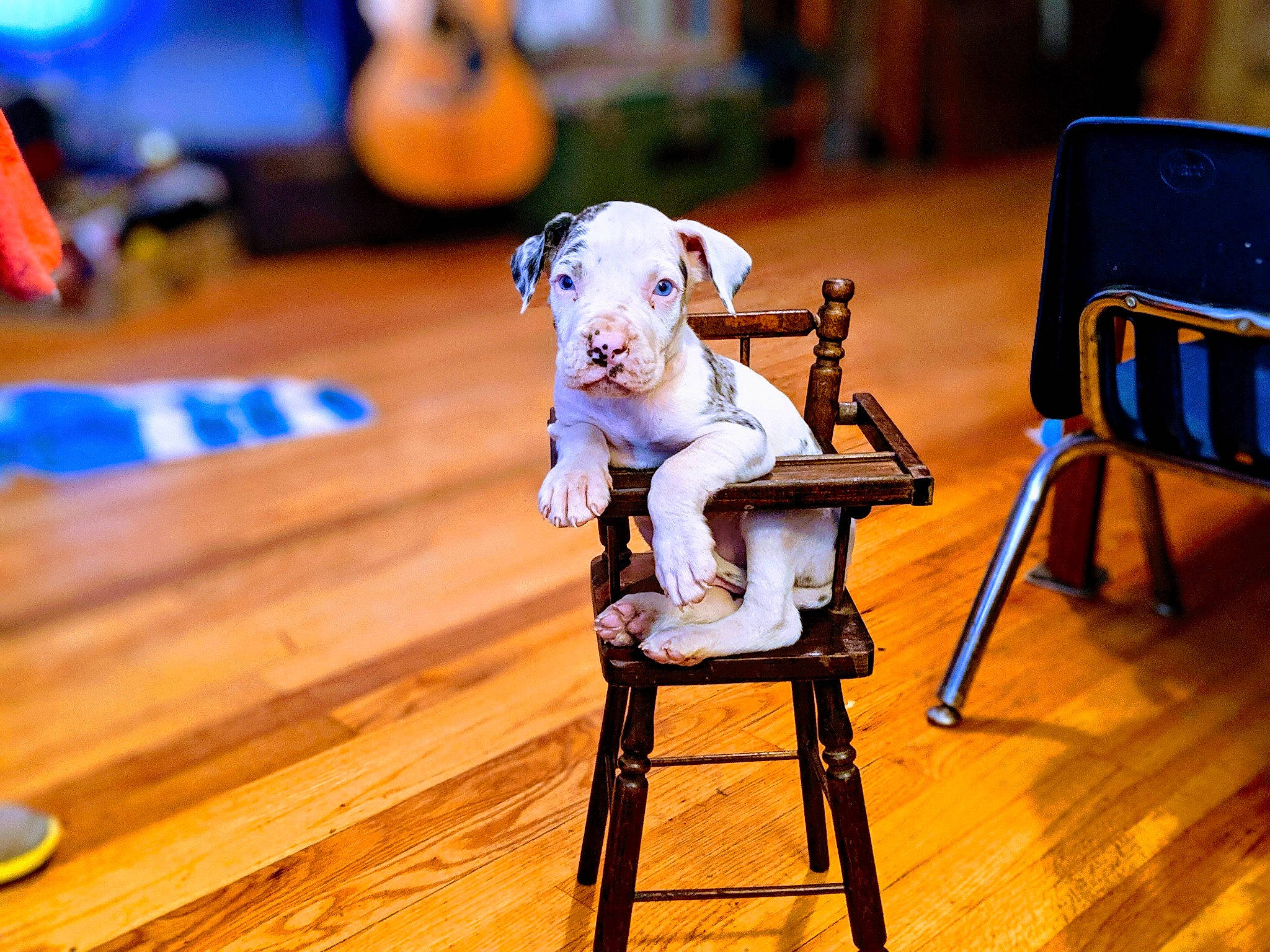 Bones joined the competition — help win amazing prizes! blue, carnivore, chair, companion_dog, dalmatian, dog, dog_breed, entertainment, event, fawn, floor, flooring, hardwood, laminate_flooring, snout, sporting_group, toy, varnish, wood, working_animal