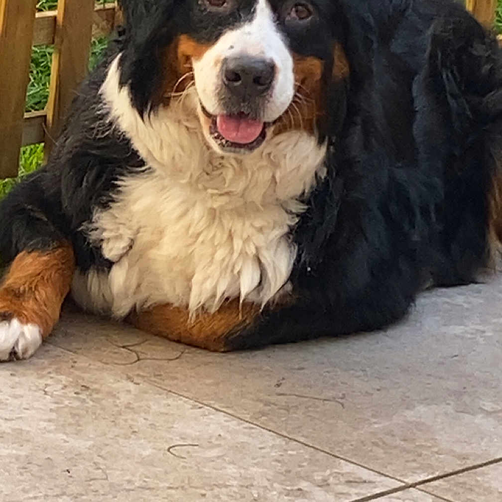 Eloise Afanasjew participe au concours pour gagner de l'argent avec cette photo : animal, bernese_mountain_dog, black_fur, brown_fur, canine, companion, dog, domestic_animal, fence, fluffy, grass, happy, laying_down, nature, outdoor, pet, relaxing, tile_floor, tongue_out, white_fur