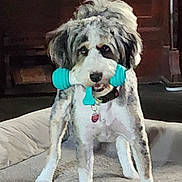 Tyler joined the competition — help win amazing prizes! accessories, animal, ball, canine, couch, dog, face, furniture, head, person, pet, photography, poodle, portrait, puppy, sport, tennis, tennisball, terrier, whitedog