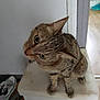 Chibi a rejoint le concours — aidez-le/la à gagner de superbes lots ! animal, cat, curious, cute, domestic, ears, feline, floor, fur, head_tilt, household, indoor, looking_up, pet, room, shoes, sitting, tabby, whiskers, white_surface