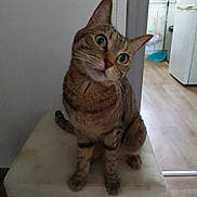 Chibi a rejoint le concours — aidez-le/la à gagner de superbes lots ! animal, cat, curious, domestic, dustpan, ears, feline, floor, head_tilt, household, indoor, kitchen, looking, mammal, pet, refrigerator, sitting, tabby, whiskers, white_surface