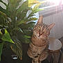 animal, cat, cozy, crossed_paws, curious, domestic_cat, feline, green_leaves, houseplant, indoor, natural_light, paws, pet, plant, portrait, serene, stool, sunlight, tabby_cat, window