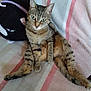 animal, cat, companion, cozy, curious, cute, ears, feline, fur, green_eyes, indoor, paws, pet, plush_toy, relaxed, resting, sitting, striped_blanket, tabby, whiskers