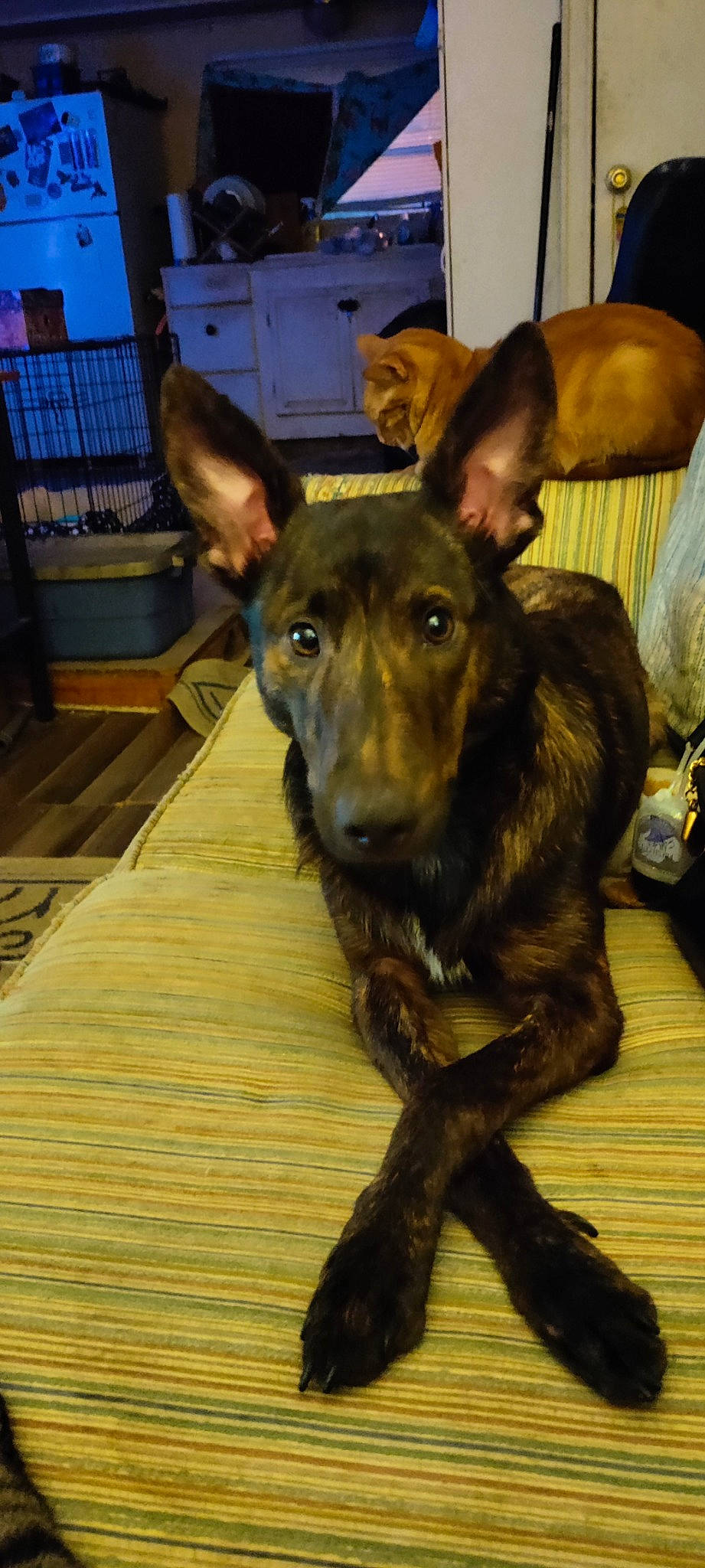 Bear is registered to the contest to win money with this photo: ancient_dog_breeds, canidae, carnivore, companion_dog, couch, curtain, dog, dog_breed, fawn, guard_dog, hardwood, non_sporting_group, pillow, plank, snout, sporting_group, whiskers, wood, working_animal, working_dog