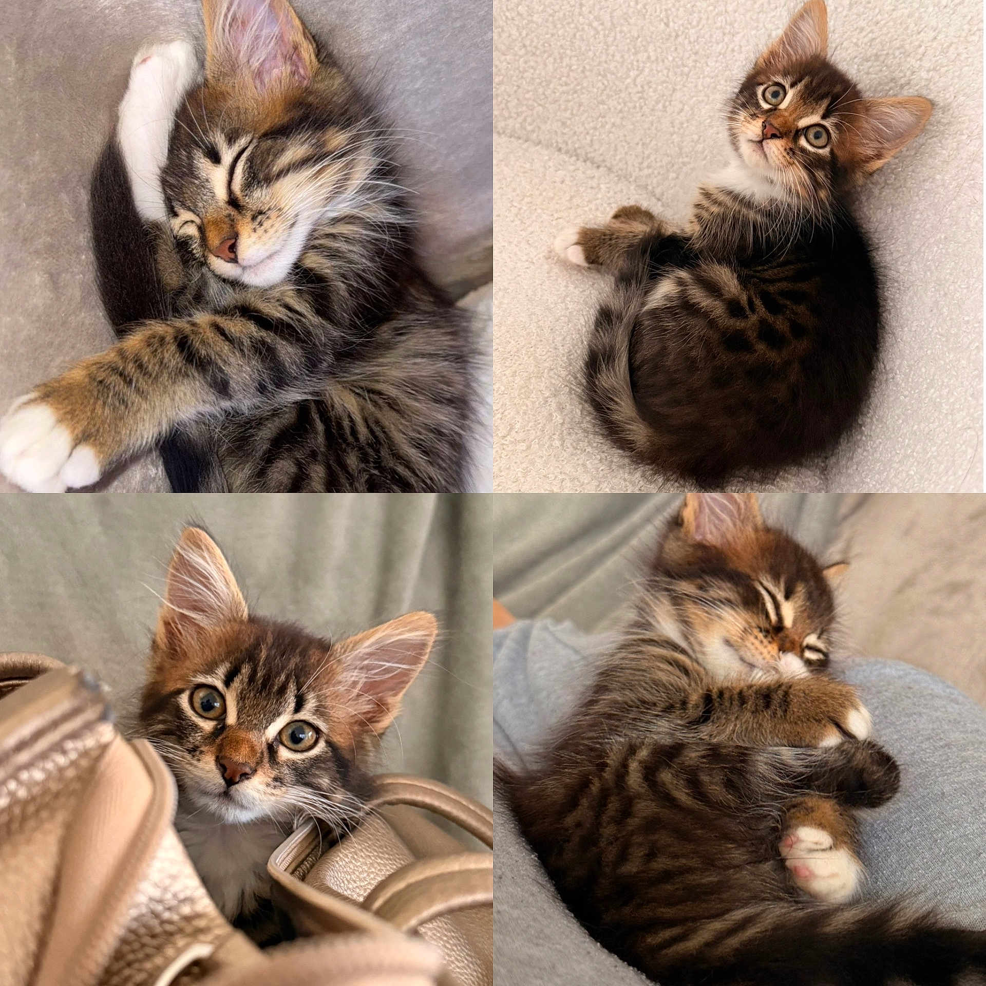 Dolce a rejoint le concours — aidez-le/la à gagner de superbes lots ! kitten, cat, tabby, sleeping, curled_up, cute, pet, fur, whiskers, ears, closeup, indoor, cozy, soft, curious, playful, animal, young, resting, collage
