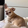 dog, chihuahua, small_dog, tan_dog, pet, indoor, blanket, fluffy, fur, resting, looking_at_camera, one_ear_up, one_ear_down, cute, animal, companion, cozy, furniture, home, relaxed