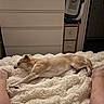 dog, sleeping, blanket, bed, indoor, furniture, dresser, storage_drawers, human_legs, tan_dog, pet, cozy, relaxing, resting, carpeted_floor, foot, room, soft_texture, domestic_animal, sleep