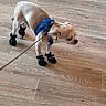 Tommy a rejoint le concours — aidez-le/la à gagner de superbes lots ! dog, small_dog, puppy, harness, leash, dog_booties, black_booties, wooden_floor, indoor, pet, canine, standing, flooring, animal, cute, domestic_animal, four_legs, fur, companion, walking_gear