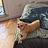 Tommy a rejoint le concours — aidez-le/la à gagner de superbes lots ! dog, chihuahua, pet, indoor, couch, blanket, wooden_floor, light, window, relaxed, small_dog, tan_dog, fur, crossed_paws, cozy, home, curious, texture, shadow, living_room