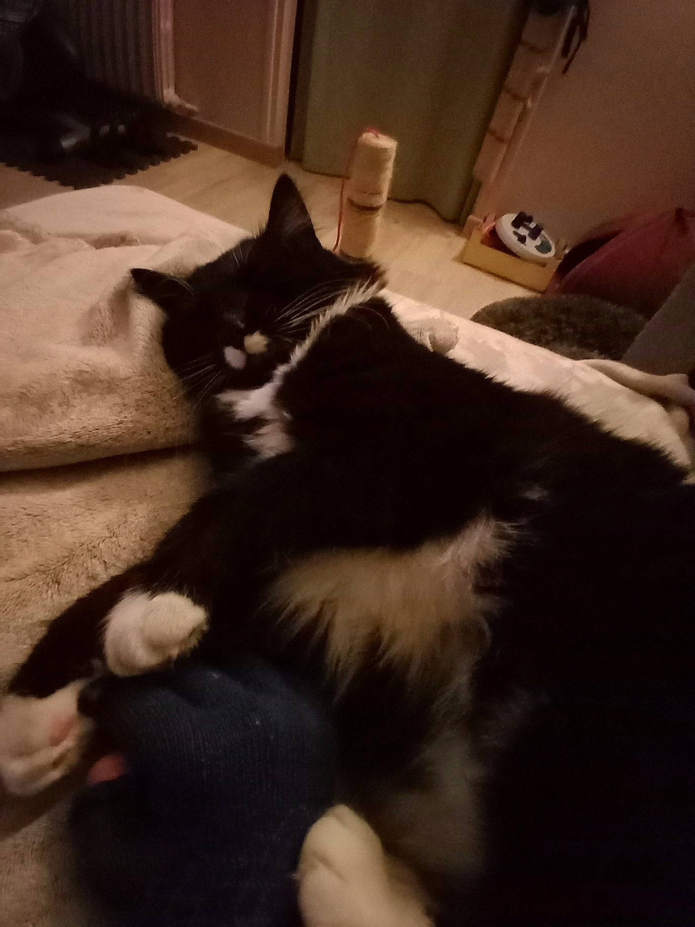 Morphé a rejoint le concours — aidez-le/la à gagner de superbes lots ! black_cat, cabinetry, carnivore, cat, cloud, comfort, domestic_short_haired_cat, felidae, flooring, fur, grey, hardwood, paw, room, small_to_medium_sized_cats, snout, tail, tints_and_shades, whiskers, wood