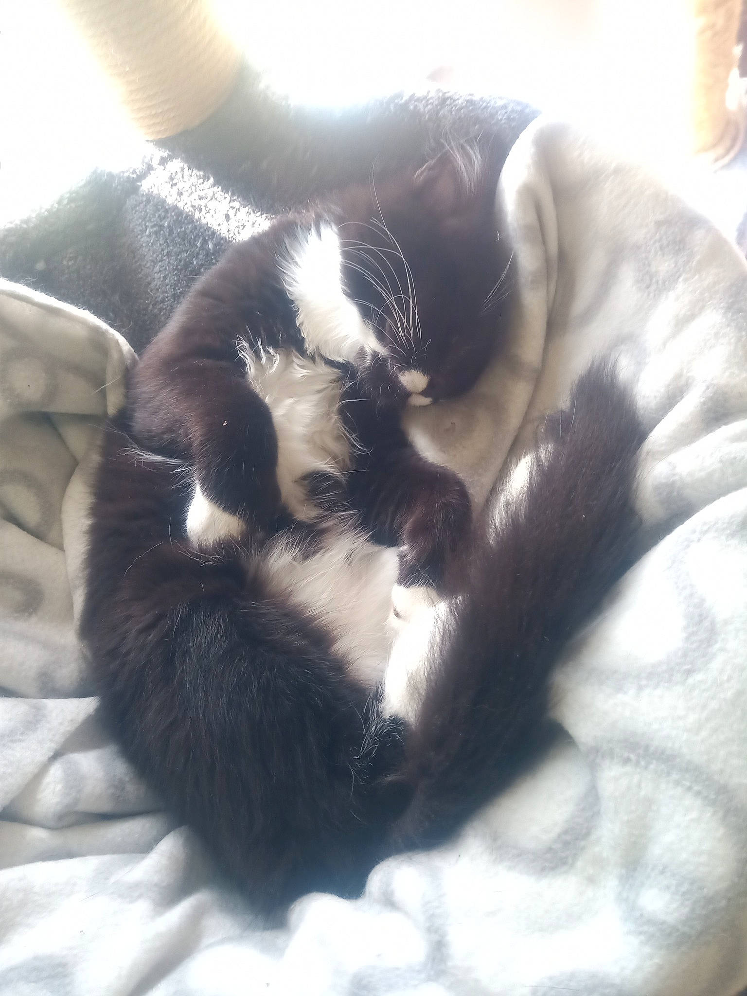 Morphé participe au concours pour gagner de l'argent avec cette photo : bored, carnivore, cat, claw, cloud, comfort, companion_dog, dog_breed, felidae, fur, mammal, nap, paw, sleep, small_to_medium_sized_cats, snout, sporting_group, tail, terrestrial_animal, whiskers