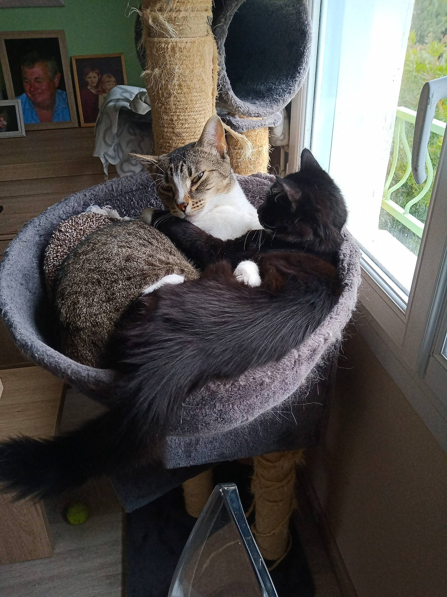 Oscar a rejoint le concours — aidez-le/la à gagner de superbes lots ! cat_bed, cat_supply, comfort, fawn, felidae, flooring, fur, grey, hat, headgear, room, small_to_medium_sized_cats, tail, textile, thread, toy, window, wood, wool, woolen