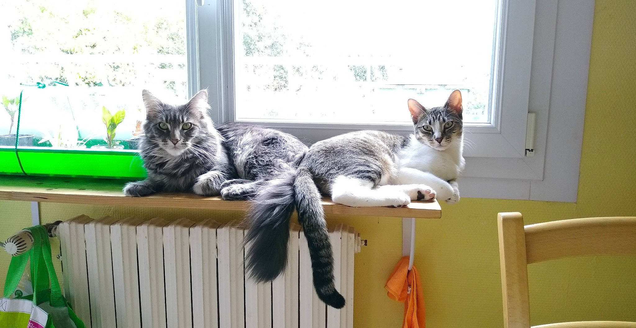 Oscar participe au concours pour gagner de l'argent avec cette photo : carnivore, cat, comfort, domestic_short_haired_cat, felidae, fur, grey, home, house, mammal, plant, room, sitting, small_to_medium_sized_cats, tail, tree, vertebrate, whiskers, window, wood