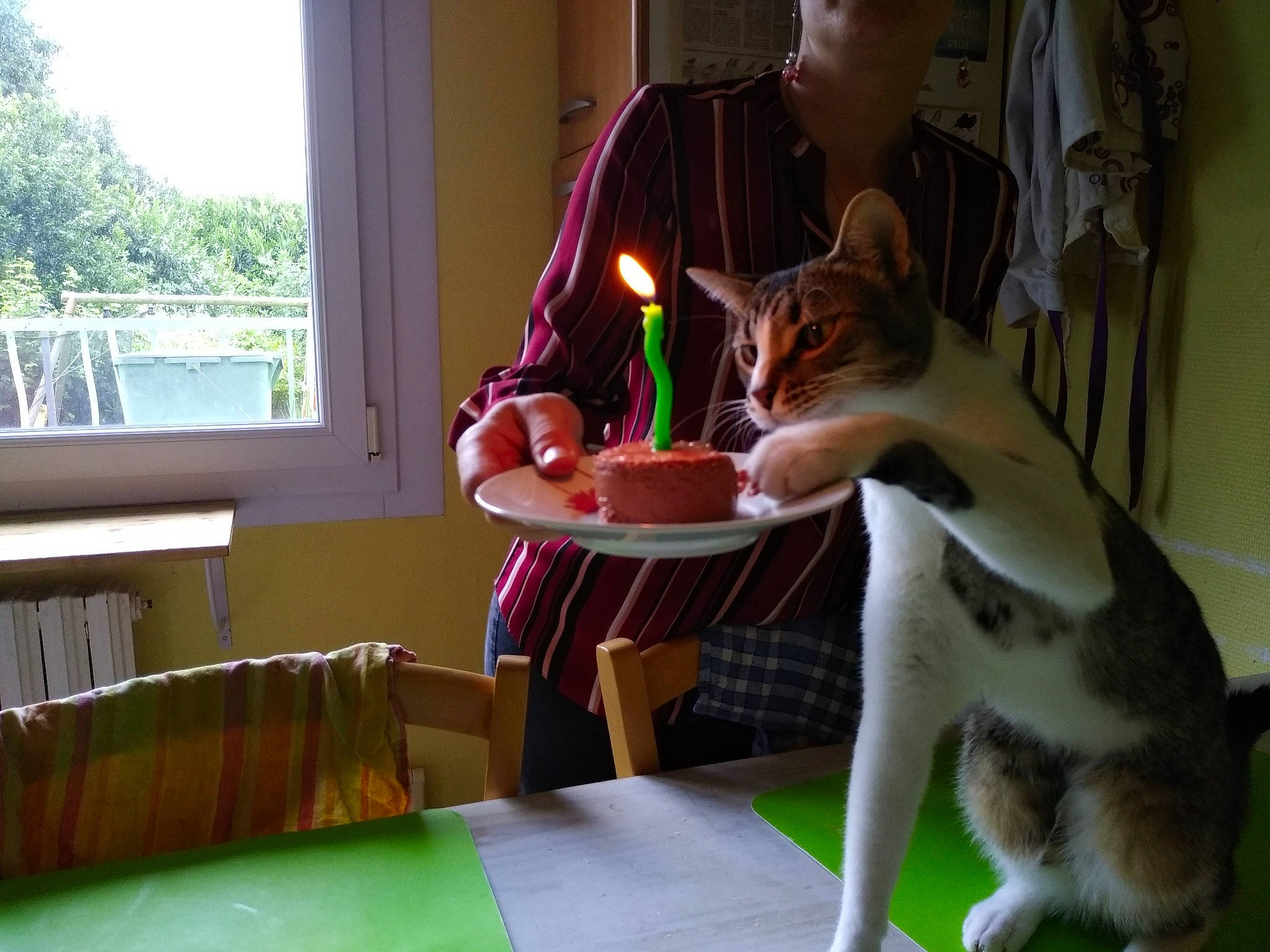 Oscar participe au concours pour gagner de l'argent avec cette photo : candle, carnivore, cat, chair, domestic_short_haired_cat, drinking, felidae, fur, grass, green, light, plate, room, sitting, small_to_medium_sized_cats, table, tail, tree, whiskers, window