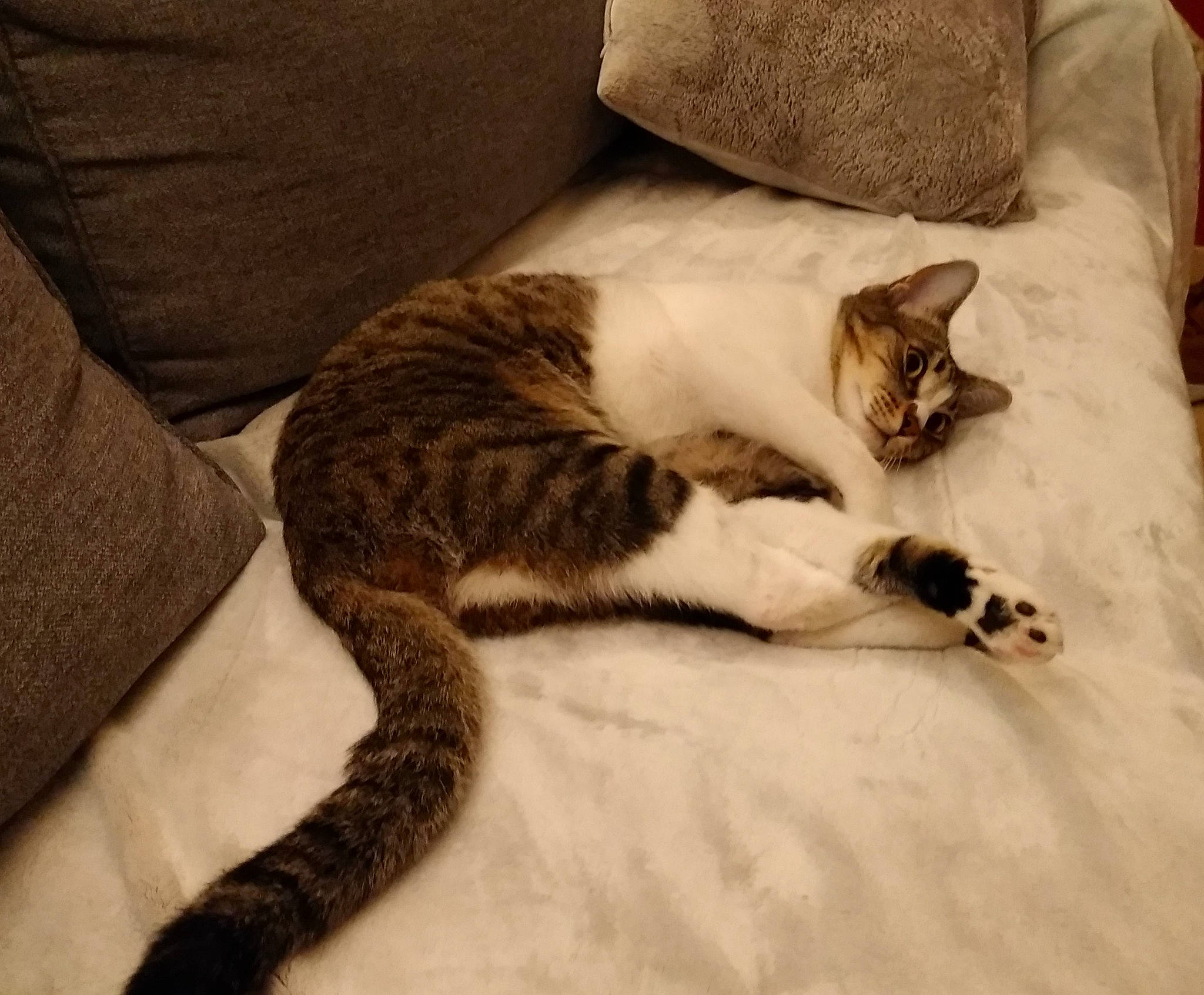 Oscar a rejoint le concours — aidez-le/la à gagner de superbes lots ! bedding, carnivore, cat, cloud, comfort, couch, domestic_short_haired_cat, fawn, felidae, flooring, fur, grey, hardwood, linens, paw, pillow, small_to_medium_sized_cats, tail, whiskers, wood