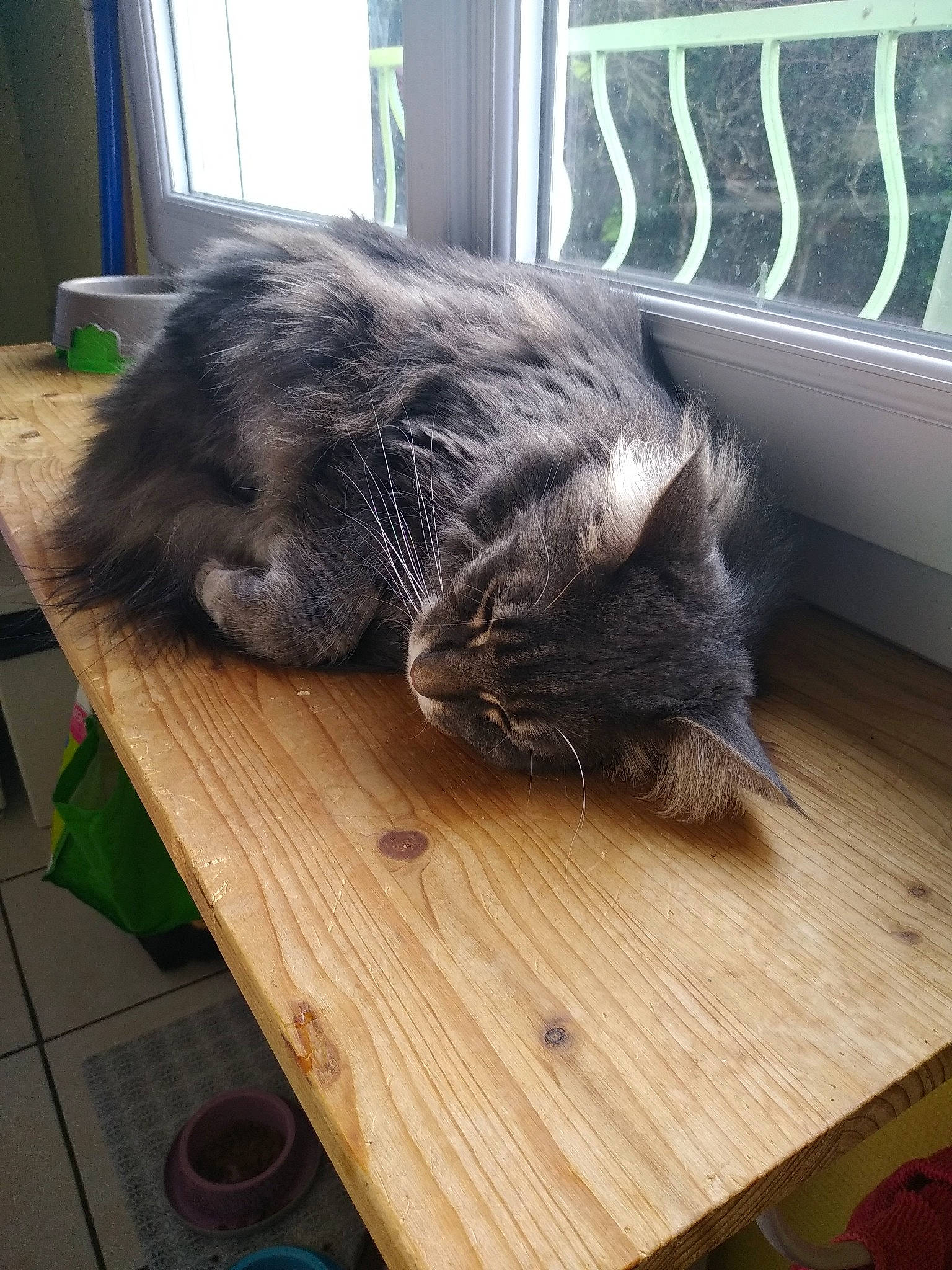 Noisette participe au concours pour gagner de l'argent avec cette photo : carnivore, cat, comfort, felidae, floor, flooring, fur, grey, hardwood, laminate_flooring, plant, small_to_medium_sized_cats, sporting_group, table, tail, whiskers, window, wood, wood_flooring, wood_stain