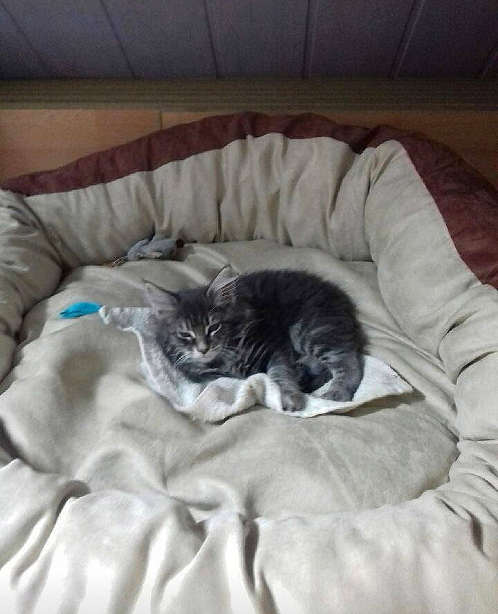 Noisette a rejoint le concours — aidez-le/la à gagner de superbes lots ! bedding, canidae, carnivore, cat, cat_bed, cat_supply, comfort, couch, dog_breed, felidae, fur, grey, linens, nap, sleep, small_to_medium_sized_cats, sporting_group, tail, terrestrial_animal, whiskers