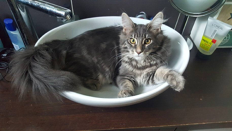 Noisette participe au concours pour gagner de l'argent avec cette photo : box, carnivore, cat, claw, comfort, domestic_short_haired_cat, drinkware, felidae, food_processor, fur, home_appliance, kitchen_appliance, paw, serveware, small_to_medium_sized_cats, snout, tail, whiskers