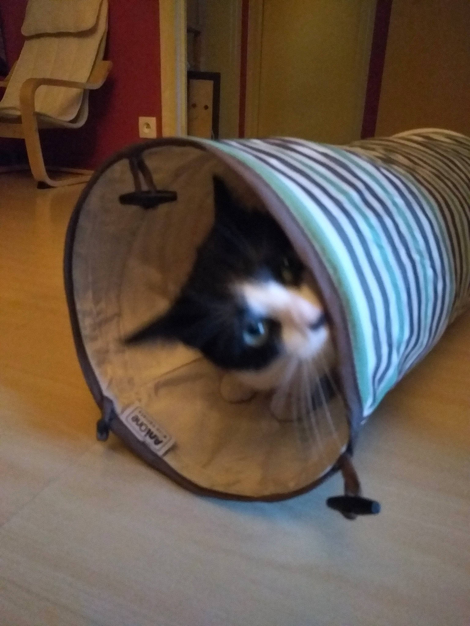 Loulig a rejoint le concours — aidez-le/la à gagner de superbes lots ! automotive_tire, carnivore, cat, comfort, fawn, felidae, floor, flooring, grey, hardwood, home_appliance, laminate_flooring, mammal, rim, small_to_medium_sized_cats, snout, tail, vertebrate, whiskers, wood