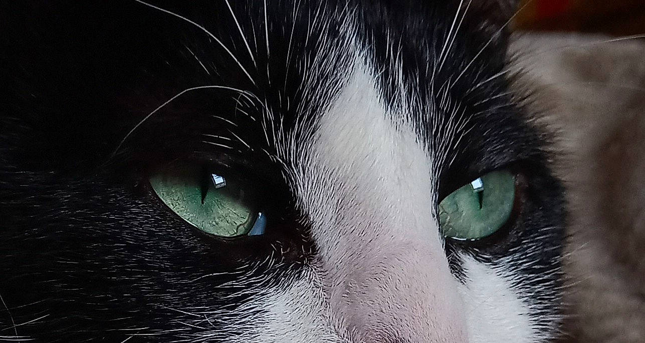 Loulig participe au concours pour gagner de l'argent avec cette photo : art, black_cat, carnivore, cat, close_up, darkness, domestic_short_haired_cat, eye, felidae, fur, graphics, human_body, iris, monochrome, monochrome_photography, small_to_medium_sized_cats, snout, terrestrial_animal, whiskers, wildlife
