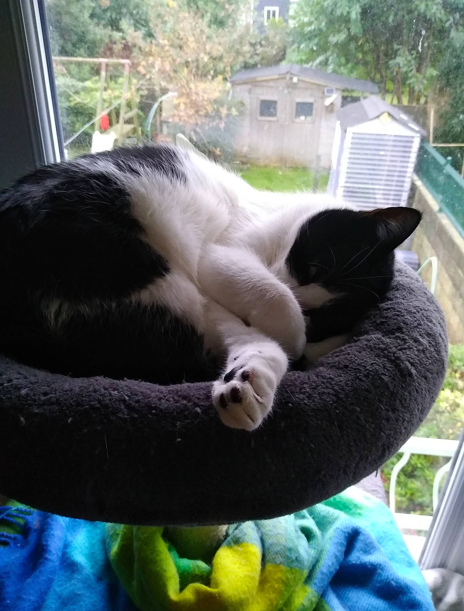 Loulig participe au concours pour gagner de l'argent avec cette photo : carnivore, cat, claw, comfort, domestic_short_haired_cat, felidae, fur, grass, green, mammal, nap, plant, small_to_medium_sized_cats, snout, tail, terrestrial_animal, tree, vertebrate, whiskers, window