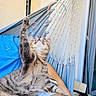 Perla participe au concours pour gagner de l'argent avec cette photo : cat, tabby_cat, pet, animal, striped_fur, sitting, stretching, looking_up, whiskers, paws, tail, soap_bubbles, hammock, outdoor, summer, blue_clothing, person, lap, relaxed, playful