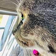 Perla a rejoint le concours — aidez-le/la à gagner de superbes lots ! cat, close_up, face, eye, whiskers, fur, tabby, nose, pink_nose, animal, pet, portrait, macro, indoor, window, daylight, curious, profile, texture, selfie