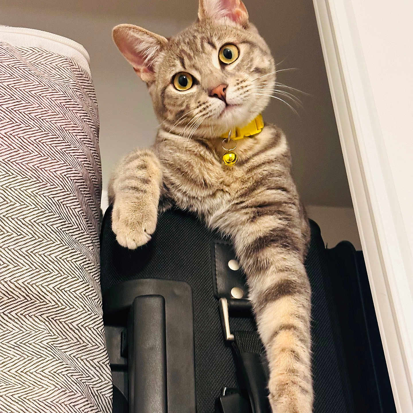Perla