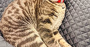 Perla a rejoint le concours — aidez-le/la à gagner de superbes lots ! cat, tabby, pet, animal, feline, portrait, close_up, brown_fur, striped_fur, green_eyes, whiskers, pointed_ears, red_collar, bell, lying_down, crossed_paws, fluffy_tail, quilt, blanket, indoors