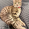 cat, tabby, pet, animal, feline, portrait, close_up, brown_fur, striped_fur, green_eyes, whiskers, pointed_ears, red_collar, bell, lying_down, crossed_paws, fluffy_tail, quilt, blanket, indoors
