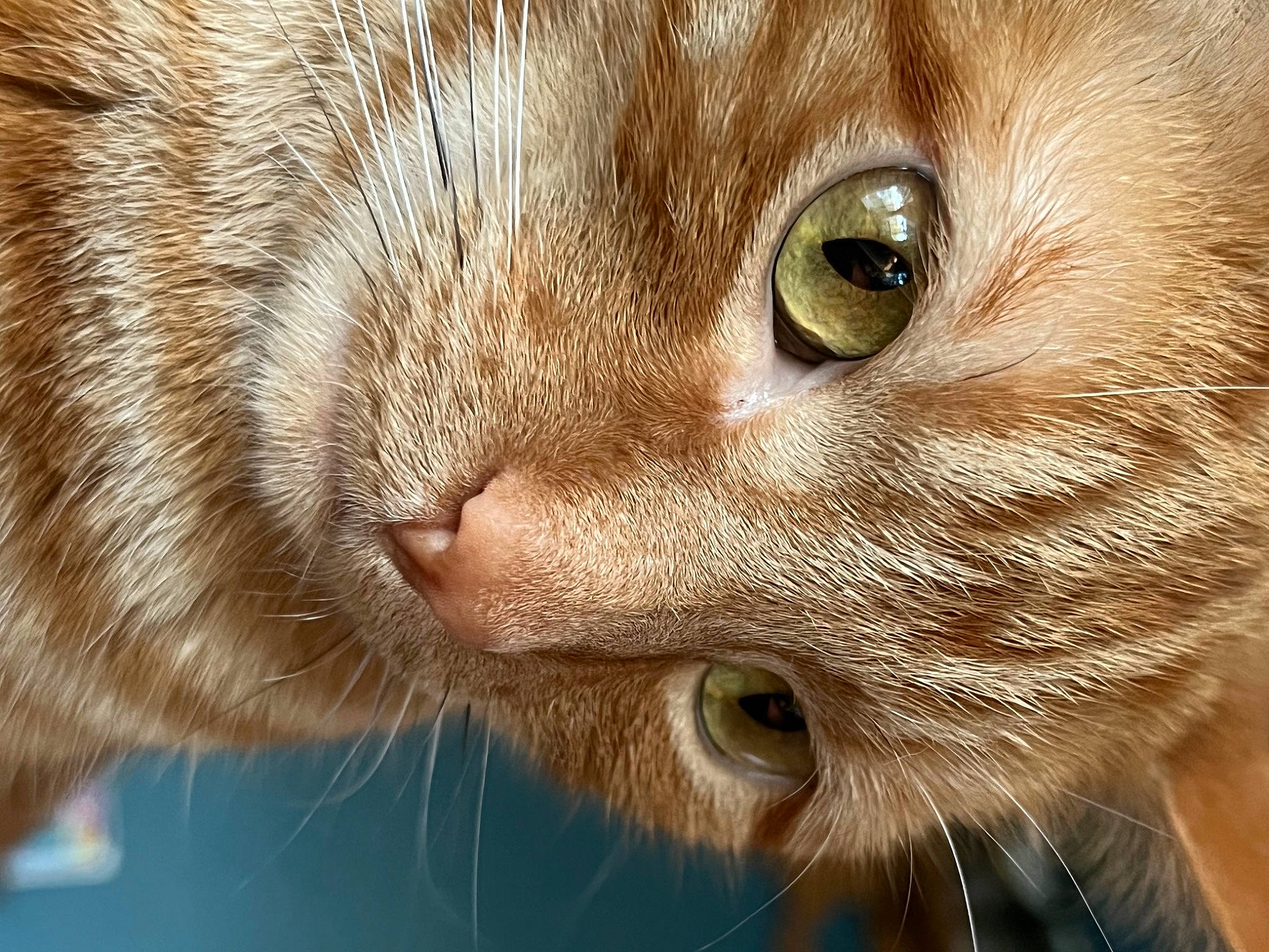 Mufasa is registered to the contest to win money with this photo: carnivore, cat, close_up, domestic_short_haired_cat, ear, felidae, fur, mammal, small_to_medium_sized_cats, snout, terrestrial_animal, vertebrate, whiskers, wildlife