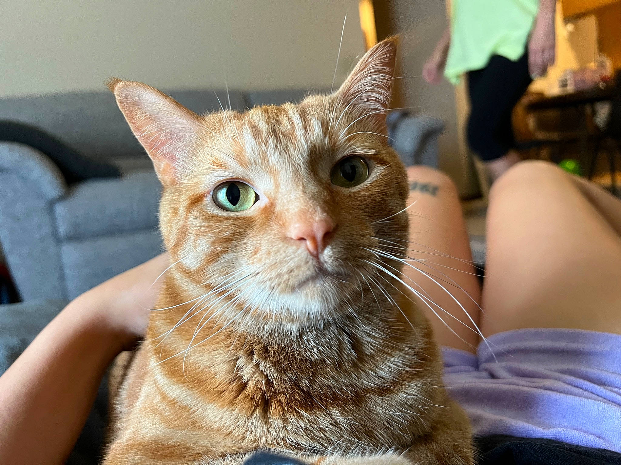 Mufasa joined the competition — help win amazing prizes! bag, carnivore, cat, claw, comfort, domestic_short_haired_cat, ear, fawn, felidae, fur, luggage_and_bags, shorts, sitting, small_to_medium_sized_cats, snout, whiskers, window