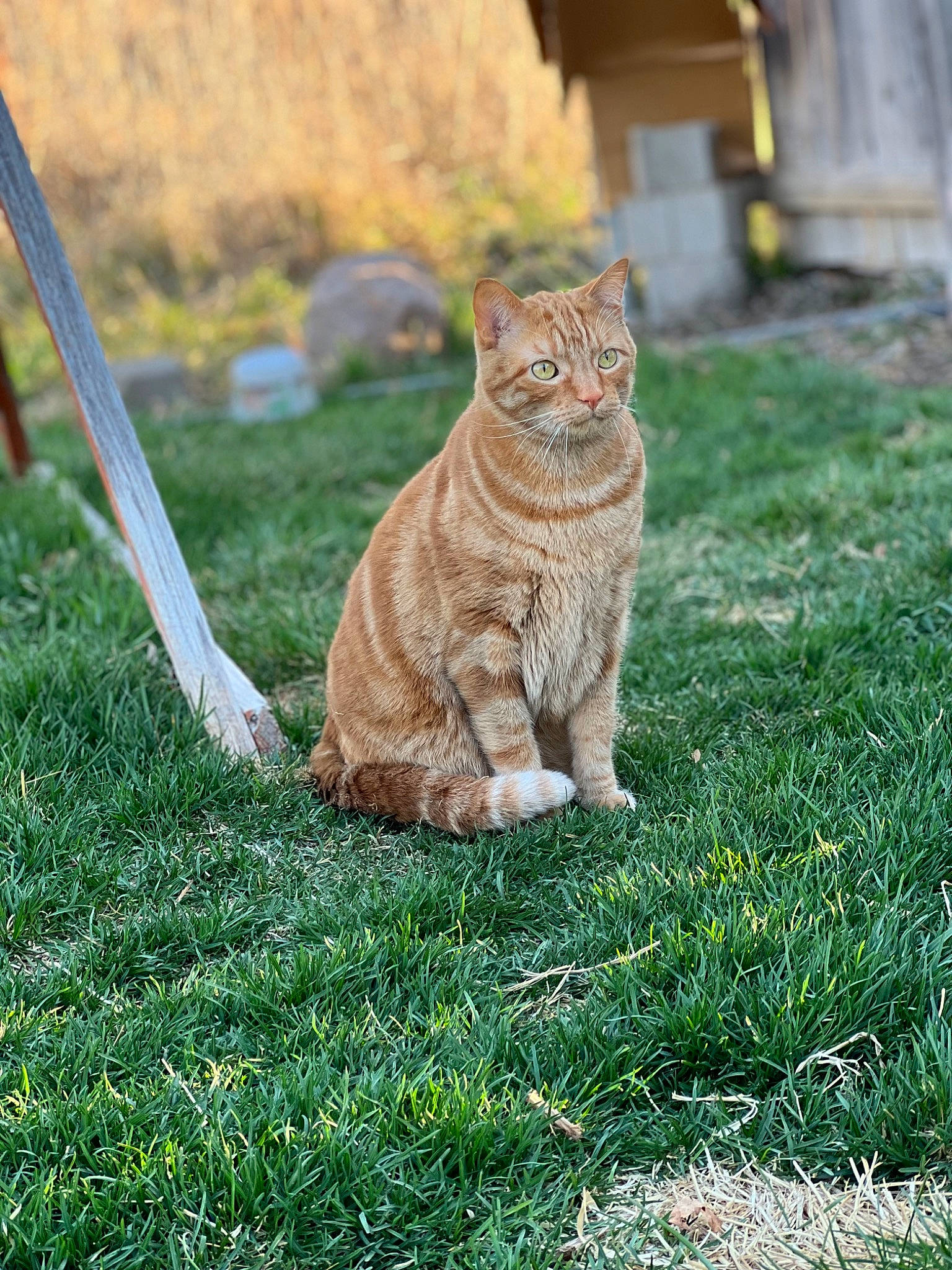 Mufasa joined the competition — help win amazing prizes! carnivore, cat, domestic_short_haired_cat, fawn, felidae, fur, garden, grass, grassland, groundcover, plant, sitting, small_to_medium_sized_cats, snout, tail, terrestrial_animal, tree, whiskers, wildlife, wood