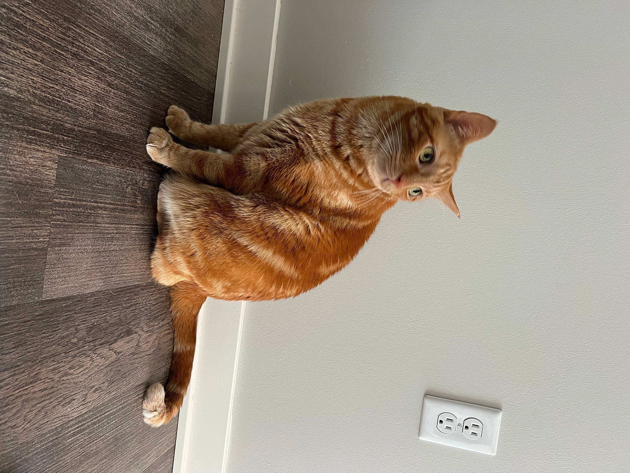 Mufasa joined the competition — help win amazing prizes! carnivore, cat, claw, domestic_short_haired_cat, fawn, felidae, fur, paw, small_to_medium_sized_cats, snout, tail, terrestrial_animal, whiskers, window, wood