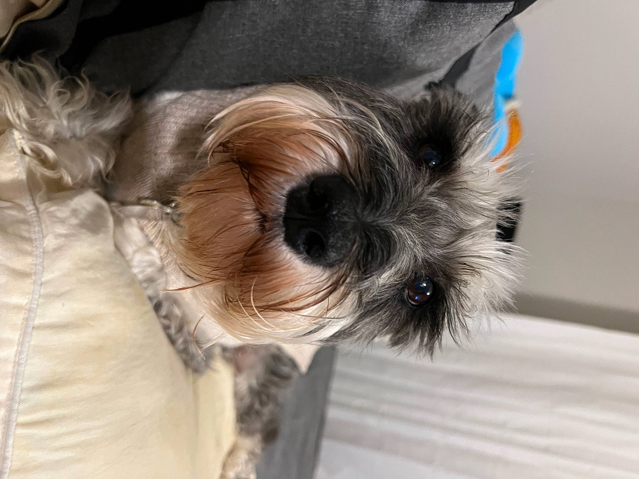 Gunnar joined the competition — help win amazing prizes! canidae, carnivore, collar, companion_dog, dog, dog_breed, dog_supply, fashion_accessory, feather, felidae, fur, liver, sleeve, small_terrier, snout, sunglasses, tail, terrier, toy_dog, whiskers