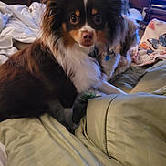 Bailey is registered to the contest to win money with this photo: dog, bed, blanket, indoor, pet, fur, animal, canine, cute, companion, resting, brown, white, ears, eyes, household, comfort, portrait, domestic, furniture